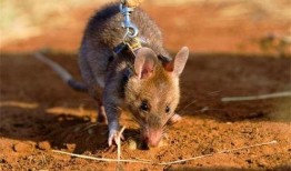 巨型老鼠爆料视频大全播放,惊悚瞬间大揭秘