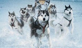 南极大冒险免费在线观看,免费在线观看，探索极地奇观之旅