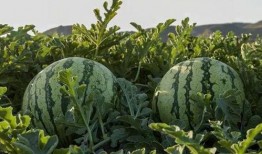 山西太原网红吃瓜,揭秘山西美食圈的热辣故事