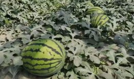 寿光吃瓜爆料视频最新