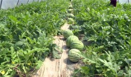 寿光吃瓜爆料视频最新