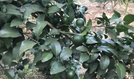 生态果实爆料视频,视频爆料揭示绿色健康新潮流