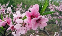 桃花大爆料解说大全最新,揭秘娱乐圈最新热点事件大盘点