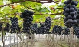 生态果实爆料视频,视频爆料揭示绿色健康新潮流