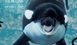 黑鲸在线观看,揭秘深海巨兽的惊悚传奇