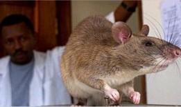 巨型老鼠爆料视频大全播放,惊悚瞬间大揭秘