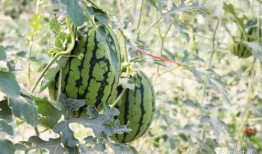 陇南网红 吃瓜,揭秘网络热点背后的故事