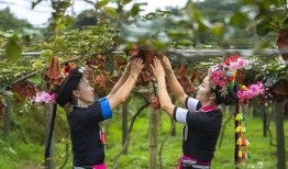 生态果实爆料视频,视频爆料揭示绿色健康新潮流