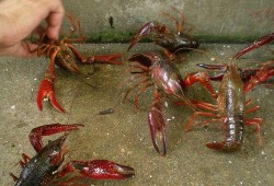 小龙虾养殖爆料视频,视频爆料背后的养殖秘密