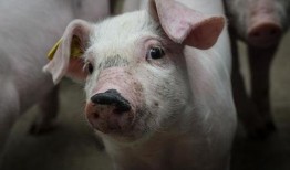 狂人爆料猪哼歌视频大全,猪哼歌视频大全，笑料横生，趣味无限