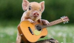 狂人爆料猪哼歌视频大全,猪哼歌视频大全，笑料横生，趣味无限