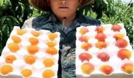 徐州新农人最新爆料,农业现代化新篇章背后的故事