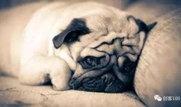 策划巴哥爆料视频下载,揭秘幕后精彩瞬间