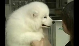 训犬教练leo爆料视频