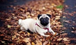 策划巴哥爆料视频下载,揭秘幕后精彩瞬间