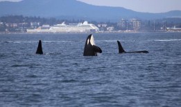 黑鲸在线观看,揭秘深海巨兽的惊悚传奇